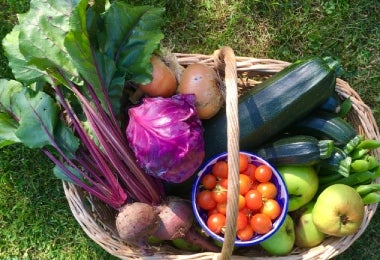 Canasta de vegetales frescos con ruibarbo, tomates y otros ingredientes del huerto