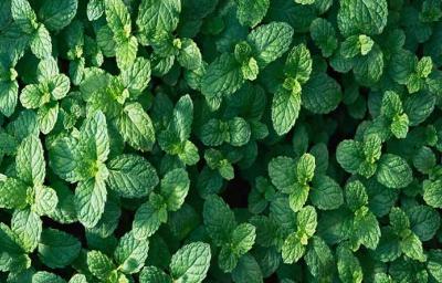 Hojas frescas de hierbas aromáticas  